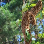 Apiculteur Saint Genis Laval