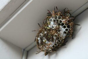 nid de guepes oullins