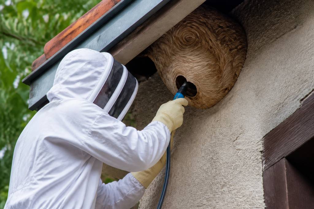 Destruction nid de guepes Couzon au mont d'Or : élimination des nids de guêpes et frelons asiatiques