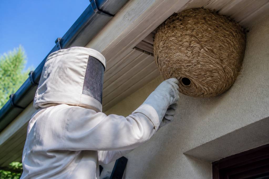 Destruction nid de guepes Tassin la demi lune : sécurisez votre maison rapidement