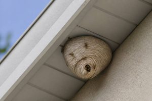 Destruction nid de guepes Dardilly : urgence et intervention rapide à domicile