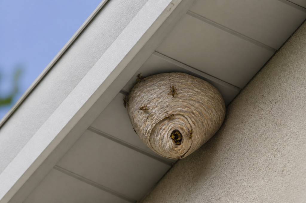 Destruction nid de guepes Dardilly : urgence et intervention rapide à domicile