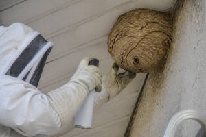 Destruction nid de guepes Quincieux : intervention professionnelle au 0632311681