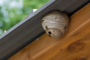 Destruction nid de guepes Oullins : que faire face à un nid actif