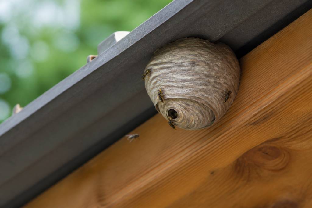 Destruction nid de guepes Oullins : que faire face à un nid actif