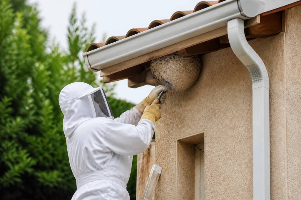 Destruction nid de guepes Chaponost : traitement professionnel des nids de guêpes