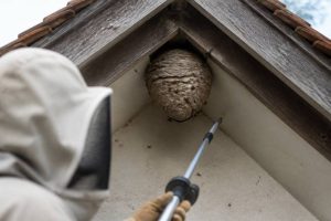 Destruction nid de guepes Jonage : pourquoi éviter de détruire le nid soi-même