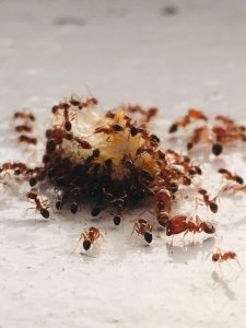 fourmis oullins