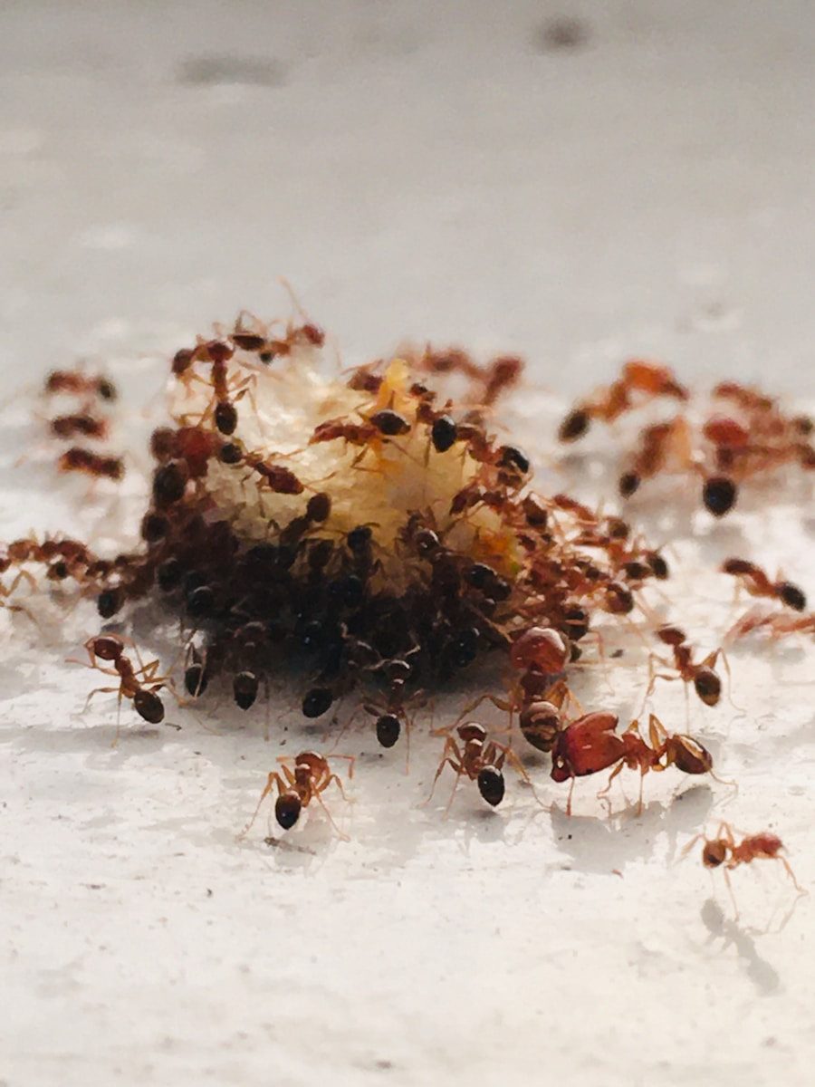fourmis oullins